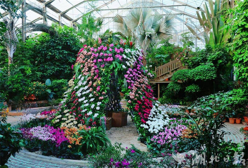 武汉“花”样奇景变文旅新景不朽情缘正版梅