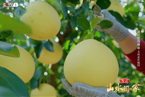 ：菊柿映古村 文旦香满园不朽情缘《山水间