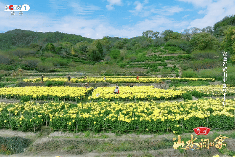 :菊柿映古村 文旦香满园不朽情缘《山水间的家》(图5) :菊柿映古村 文旦香满园不朽情缘《山水间的家》(图5)